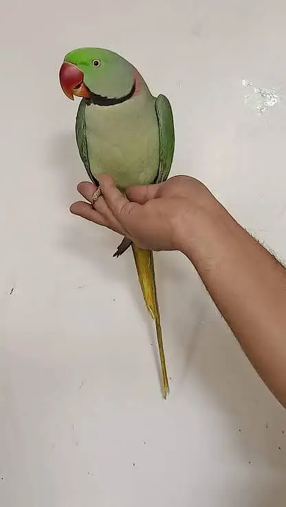 Raw Parrot for sale