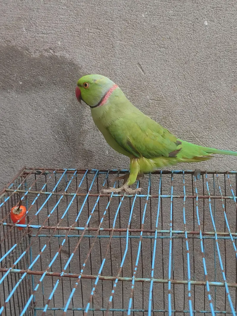talking parrot male and female