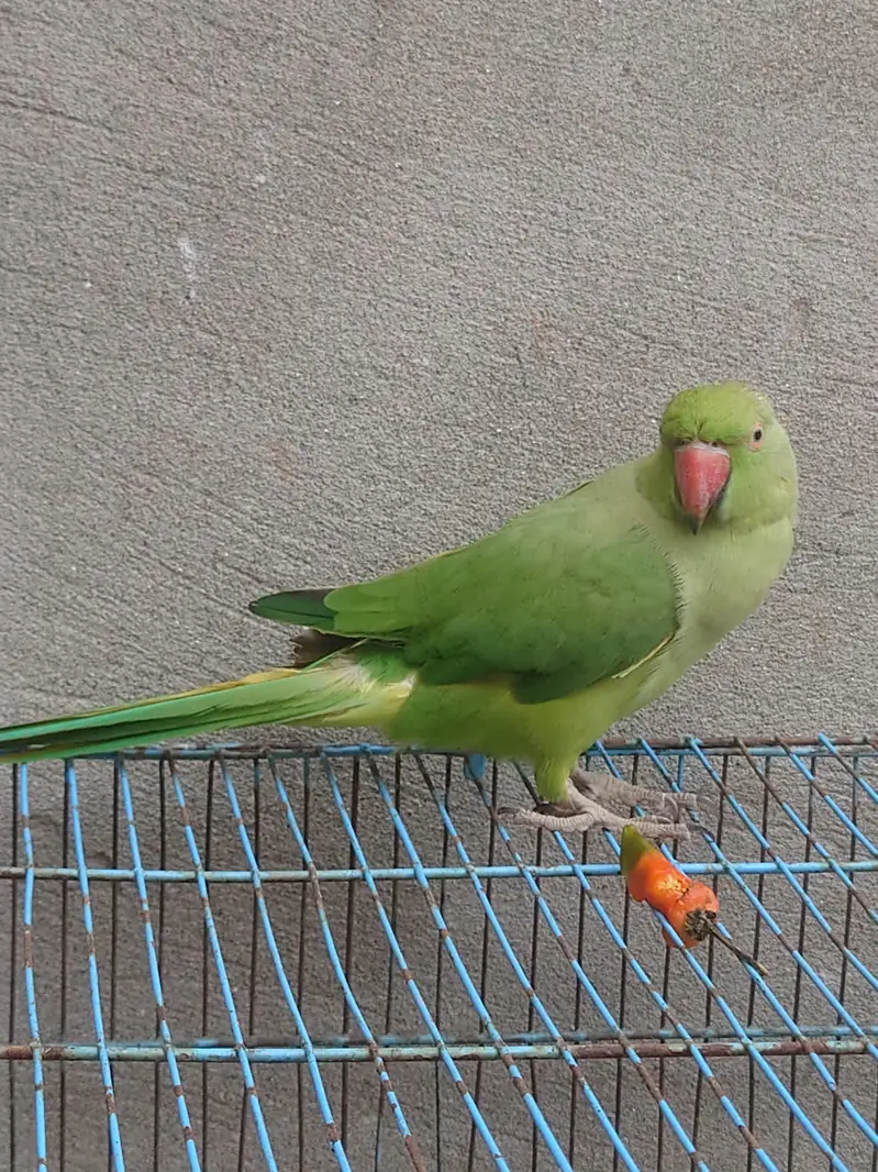 talking parrot male and female — photo 2