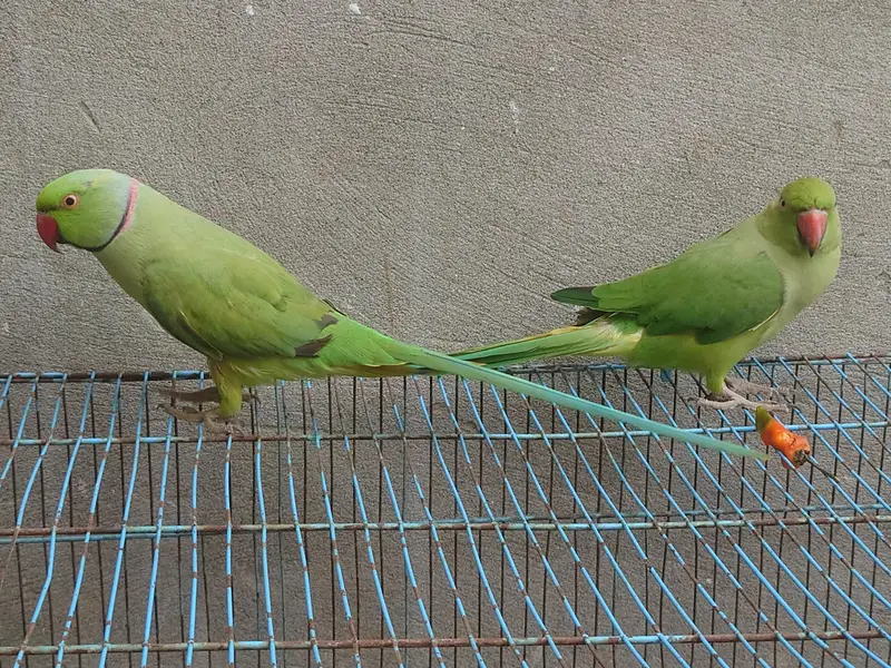talking parrot male and female — photo 3