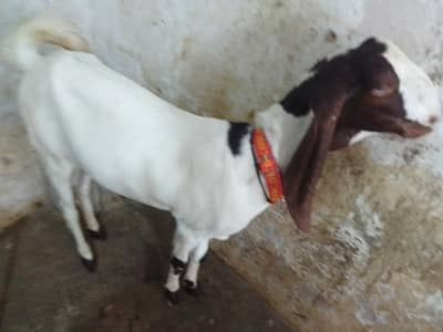 pateri goat
