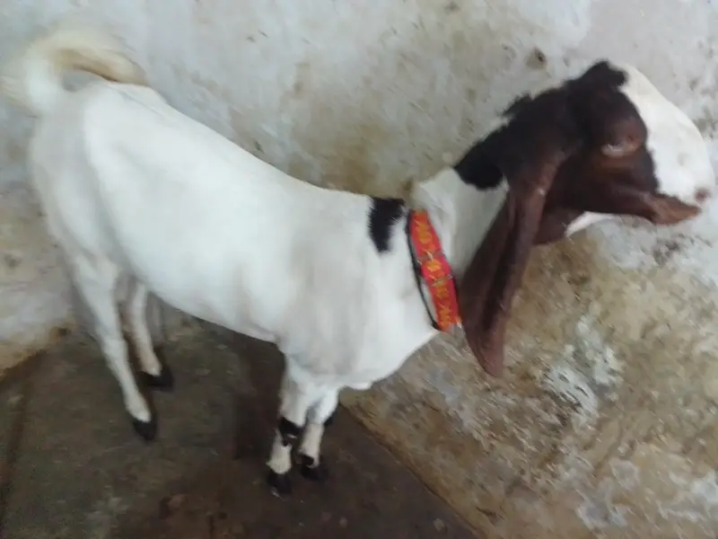 pateri goat