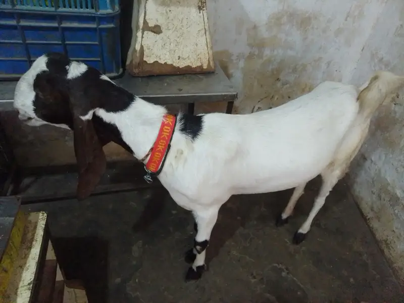 pateri goat — photo 2