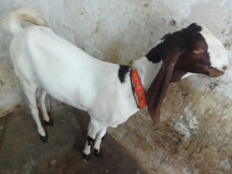pateri goat — photo 3