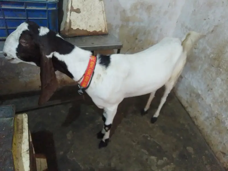 pateri goat — photo 4