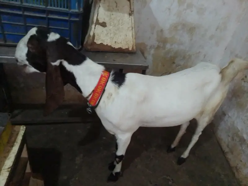 pateri goat — photo 5