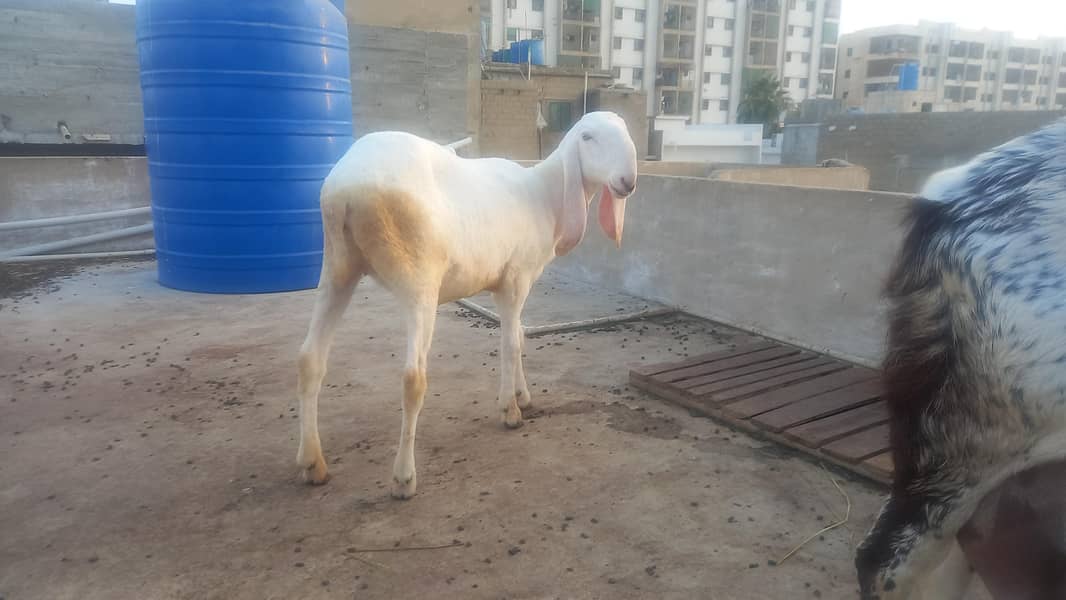 sheeps 1