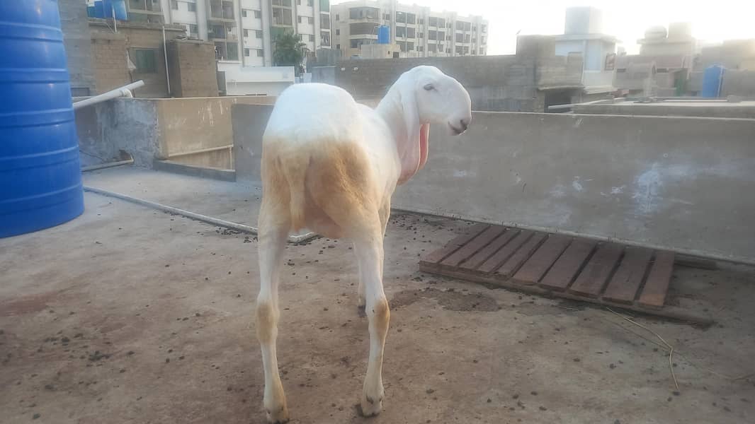 sheeps 3