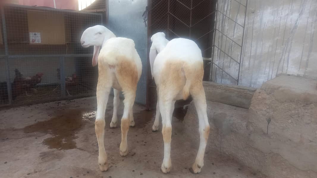 sheeps 4