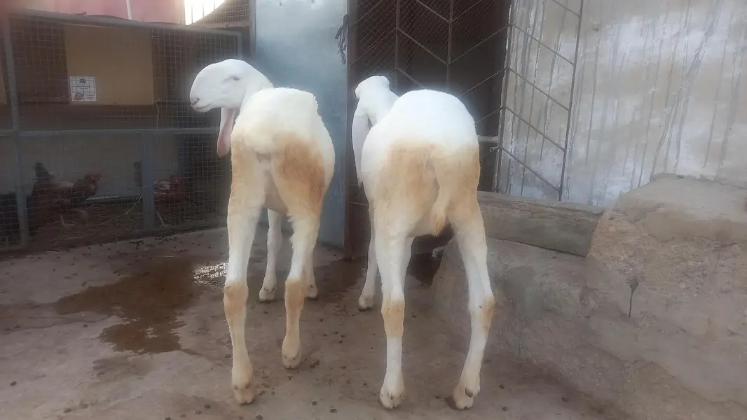 sheeps — photo 5