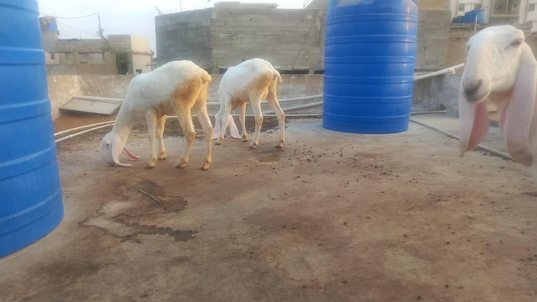 sheeps 5