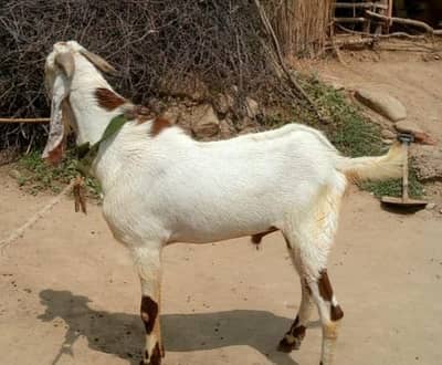 Bakra