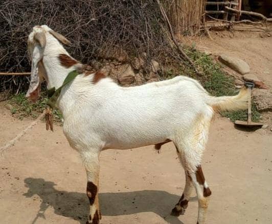 Bakra 0