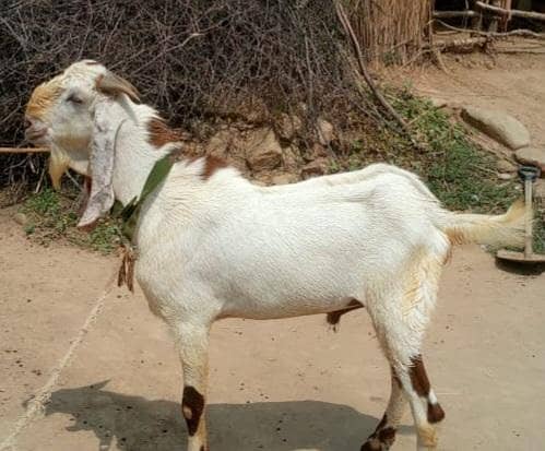 Bakra 1