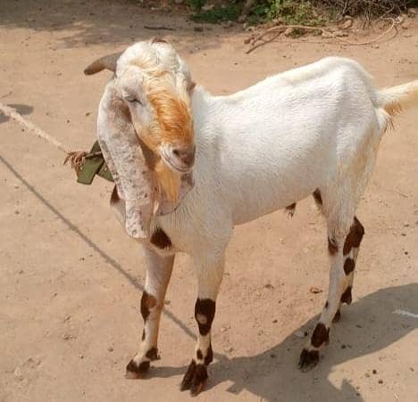 Bakra 2