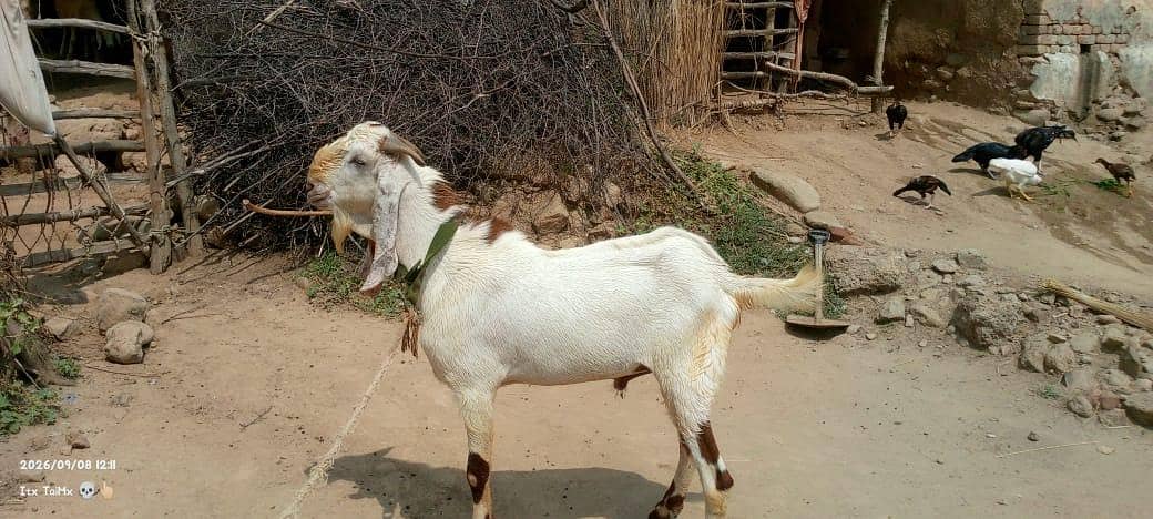 Bakra 3