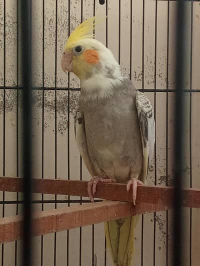 pearl cockatiel split white face for slae