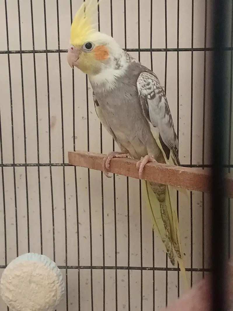 pearl cockatiel split white face for slae — photo 2