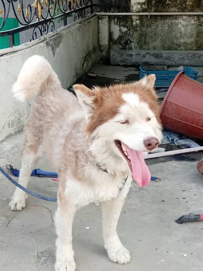 siberian husky