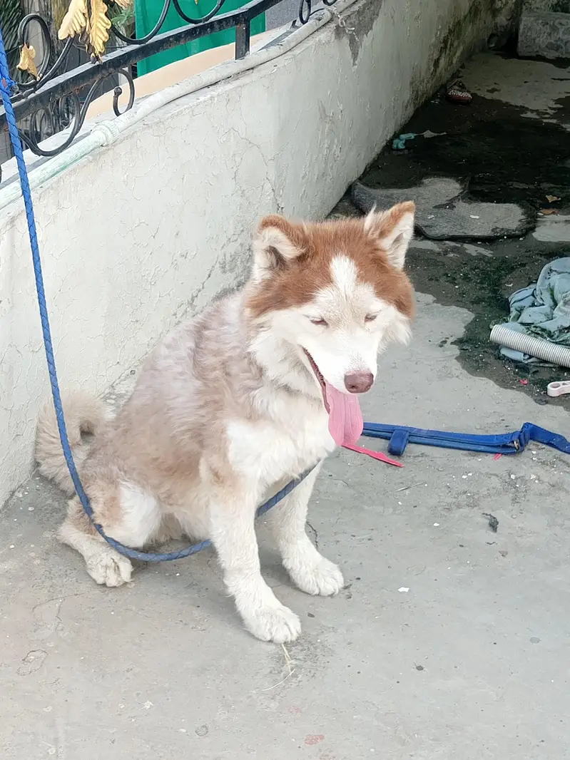 siberian husky — photo 2