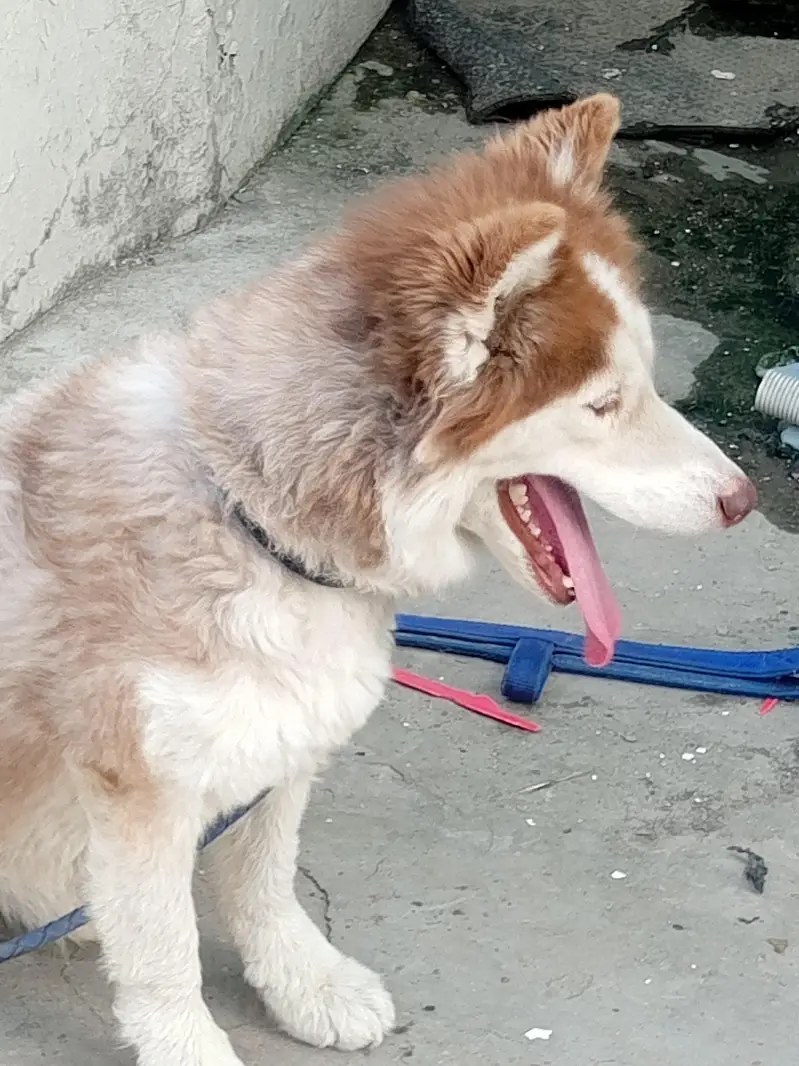 siberian husky — photo 3