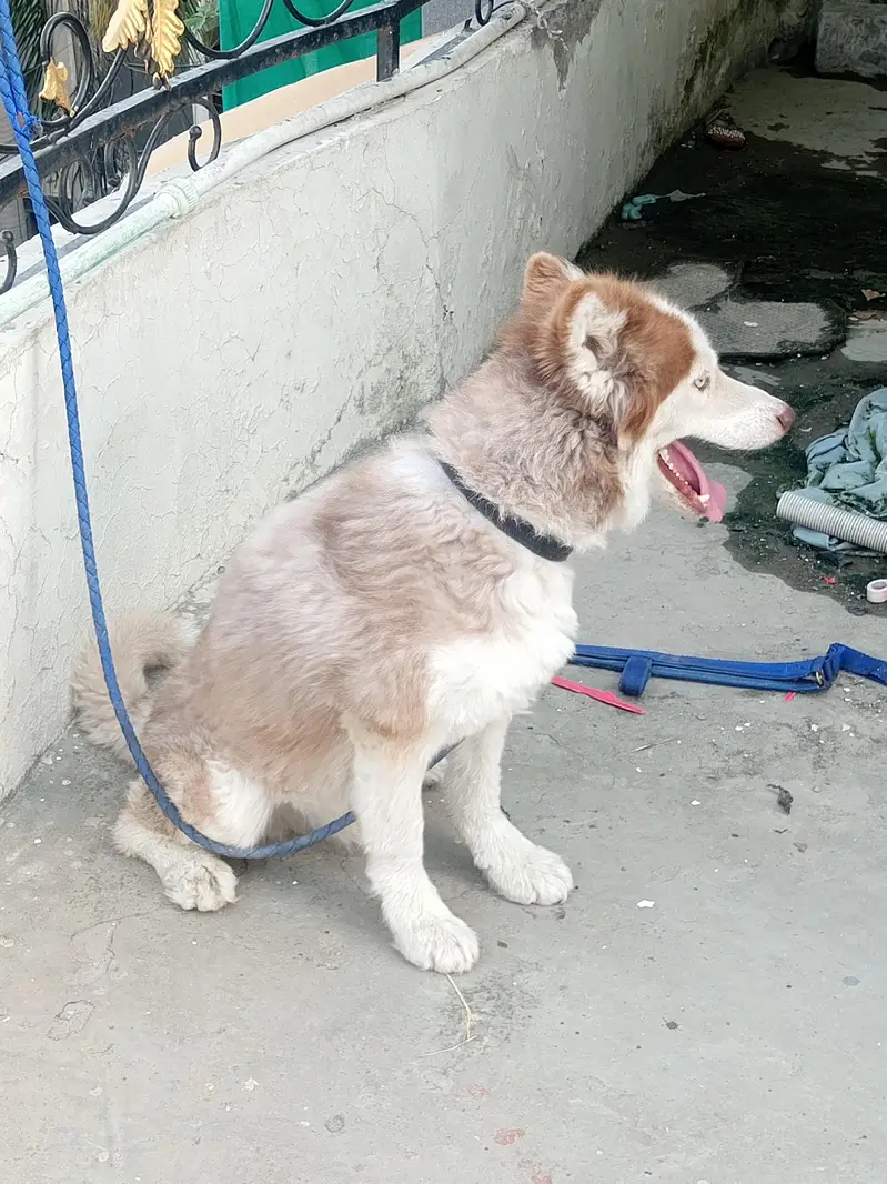 siberian husky — photo 4