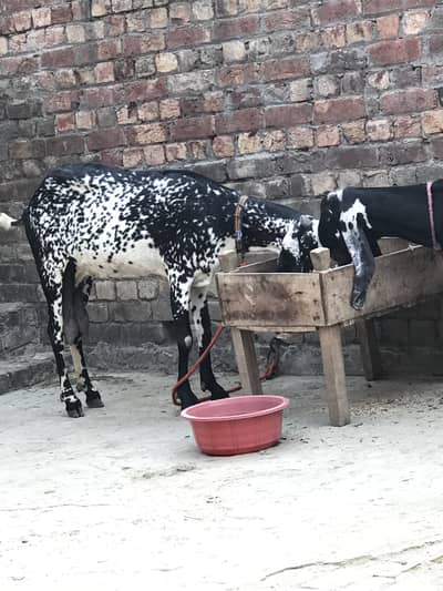 Black cheeni Sahiwal 2Kg Milking goat cross with Makhi cheena Bakra