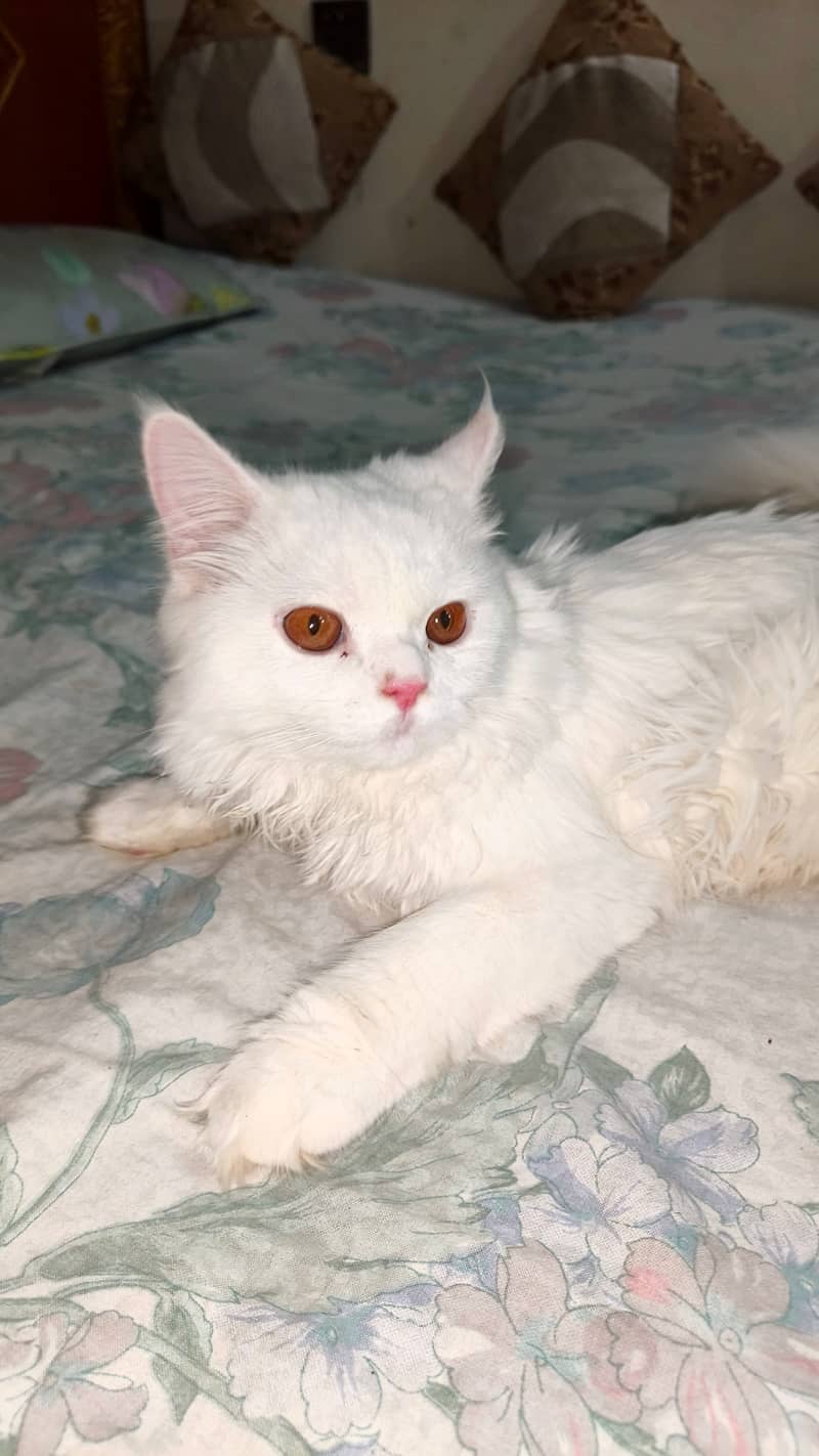 Persian cat 0