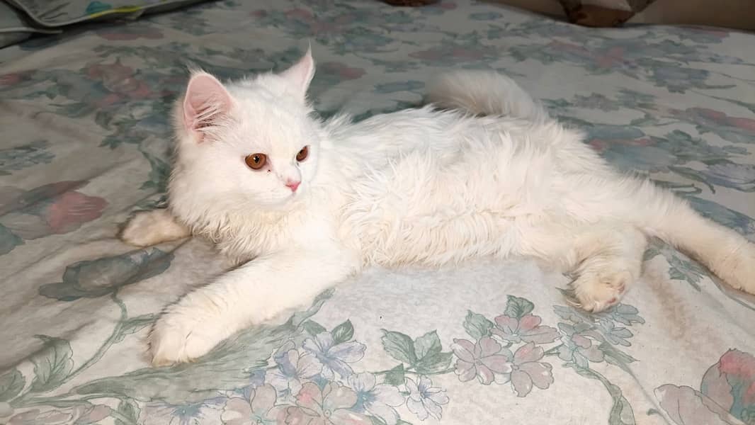 Persian cat 1