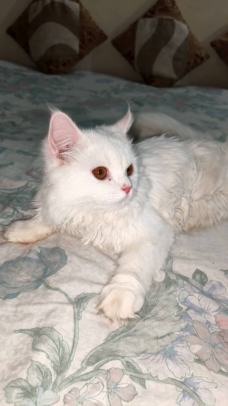 Persian cat 2
