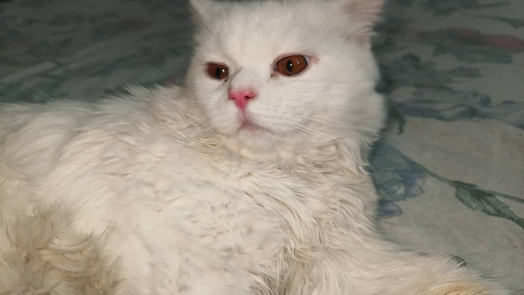 Persian cat 3