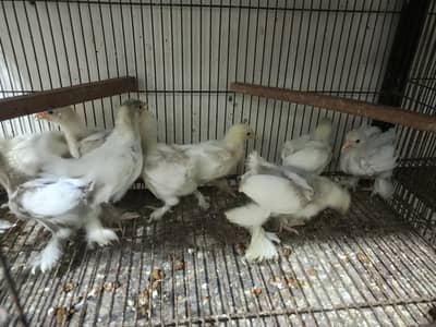 cokoh baff bantam
