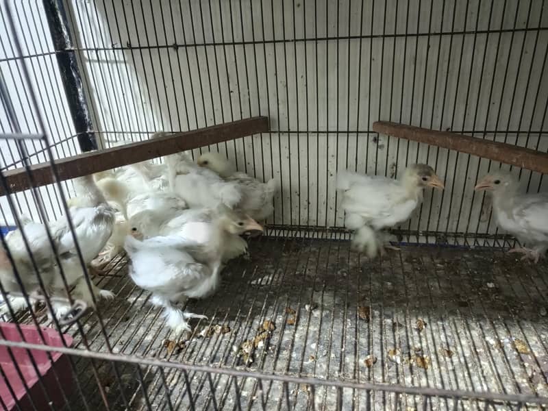 cokoh baff bantam 1