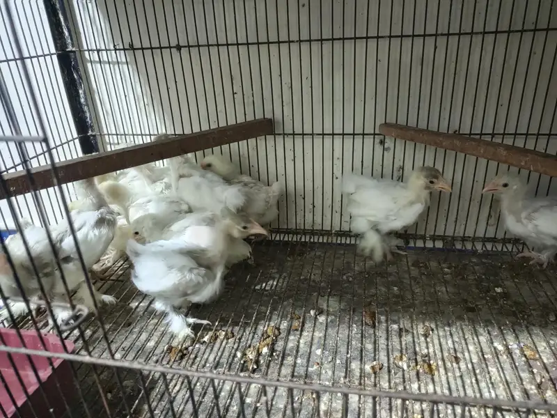 cokoh baff bantam — photo 2