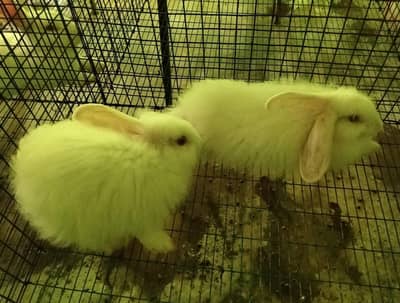 Angora rabbit for sale