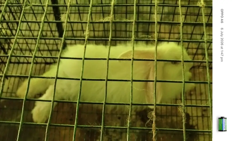 Angora rabbit for sale — photo 2