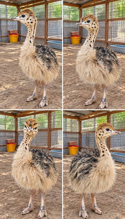 Ostrich chicks | Ostrich pair | chicks pair | Ostrich chicks for sale