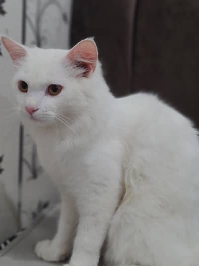 7 month cat for sale