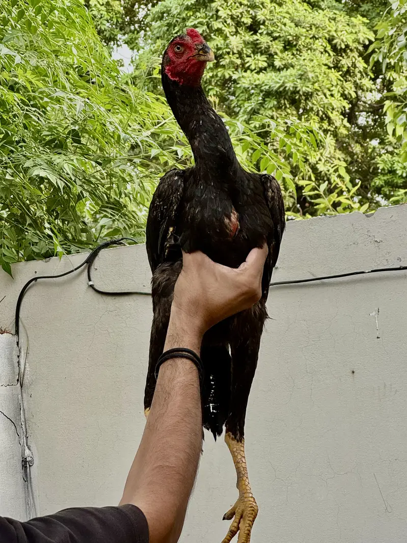 Aseel pathy pathiyan — photo 5
