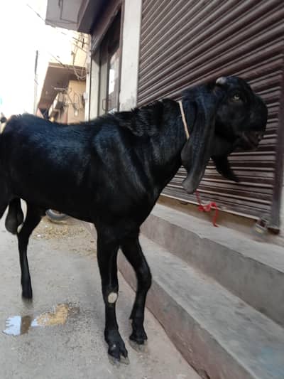 Beetal Nagra Bakra