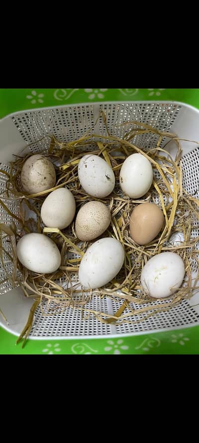 aseel fertile egg for incubator