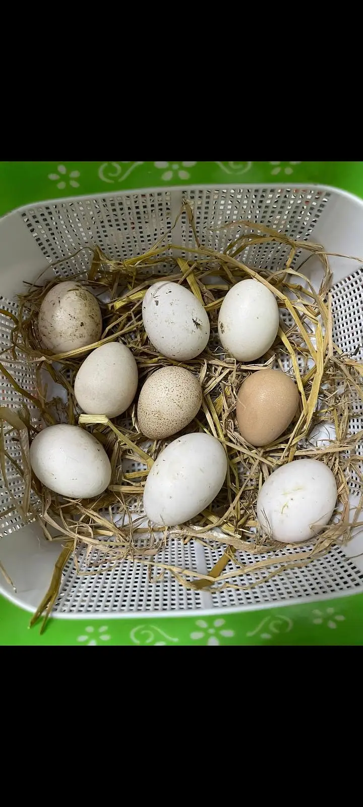 aseel fertile egg for incubator