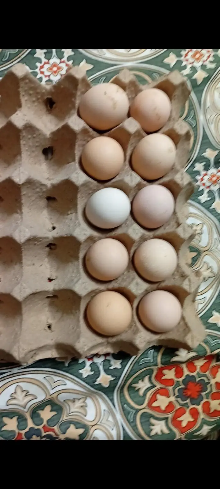 aseel fertile egg for incubator — photo 2