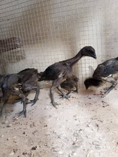 Thai dragon aseel chicks 03014237451 call me