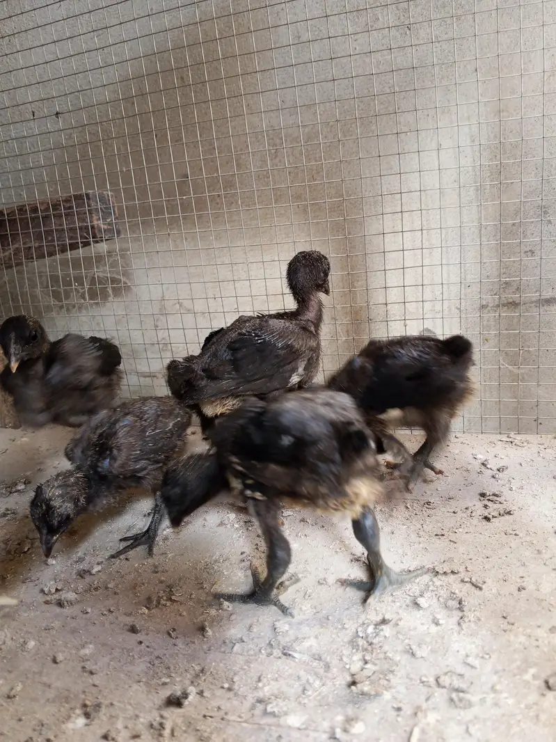 Thai dragon aseel chicks 03014237451 call me — photo 2