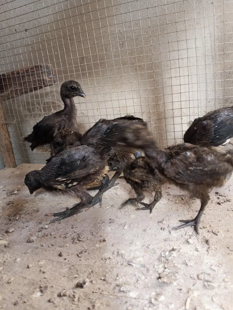 Thai dragon aseel chicks 03014237451 call me — photo 3