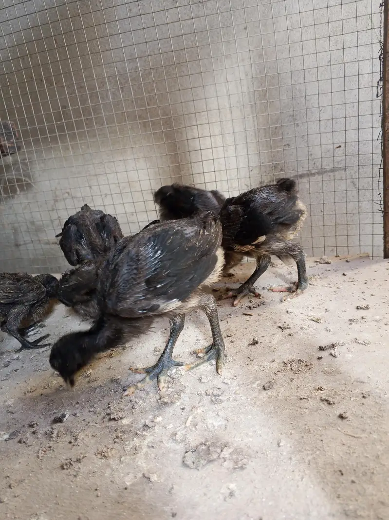 Thai dragon aseel chicks 03014237451 call me — photo 4