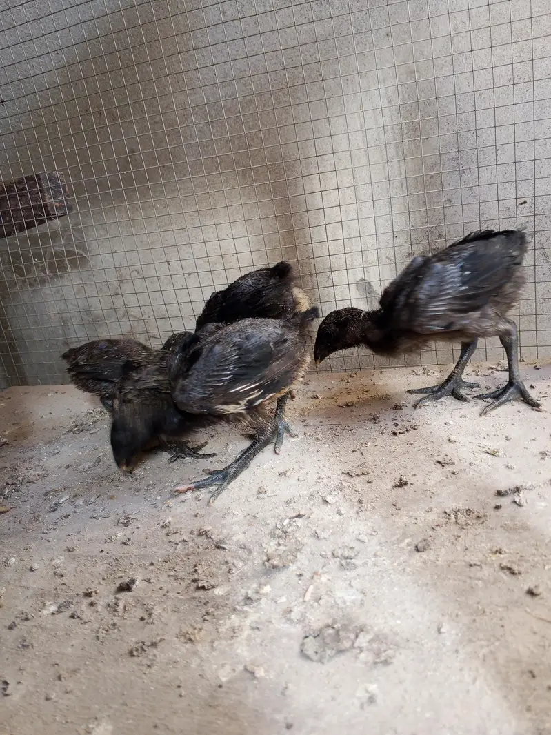 Thai dragon aseel chicks 03014237451 call me — photo 5