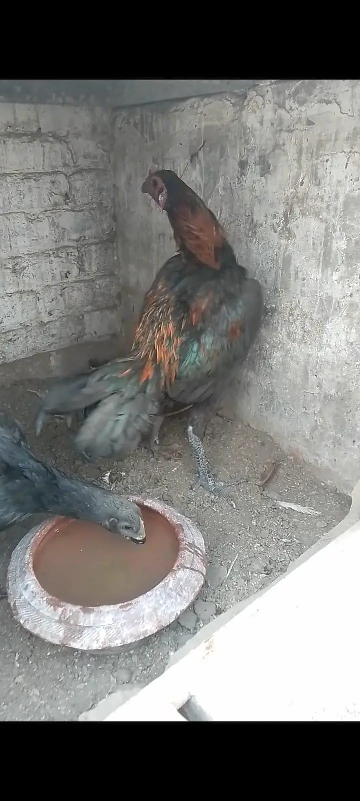 Thai dragon aseel chicks 03014237451 call me — photo 6