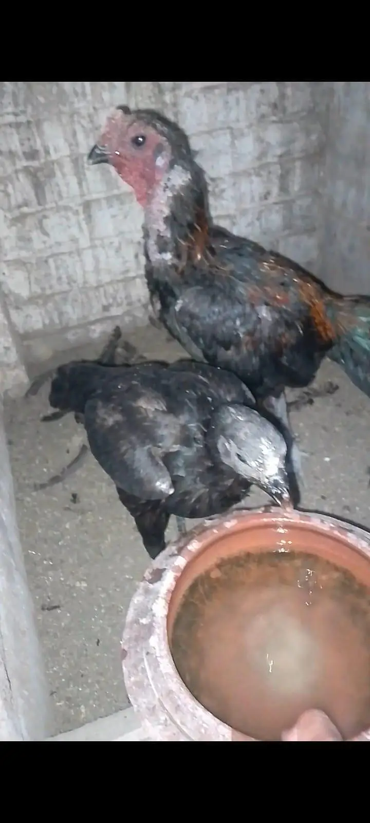 Thai dragon aseel chicks 03014237451 call me — photo 7